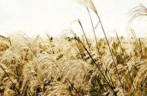 独具匠心——传统芦苇手工编织工艺的创新