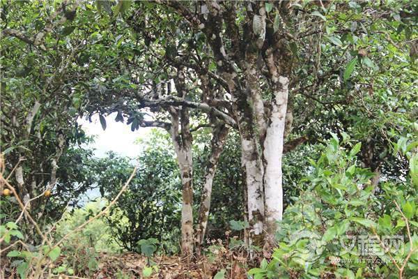 野生茶不等于荒野茶