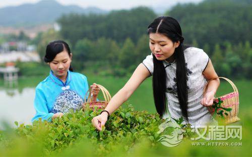 绿茶采摘手法的介绍