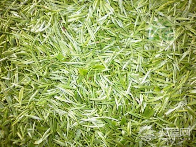 新鲜绿茶和陈旧绿茶的鉴别