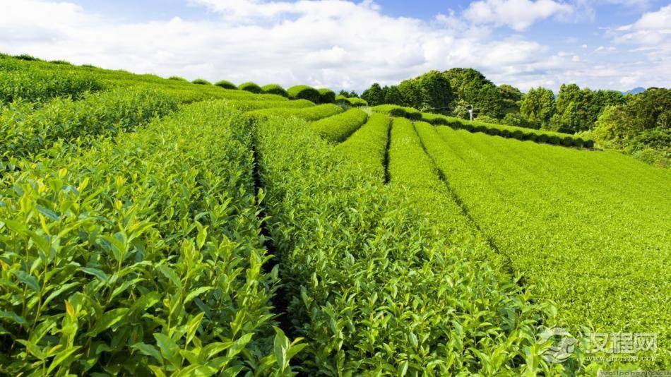 按茶的质量级别分类如何划分