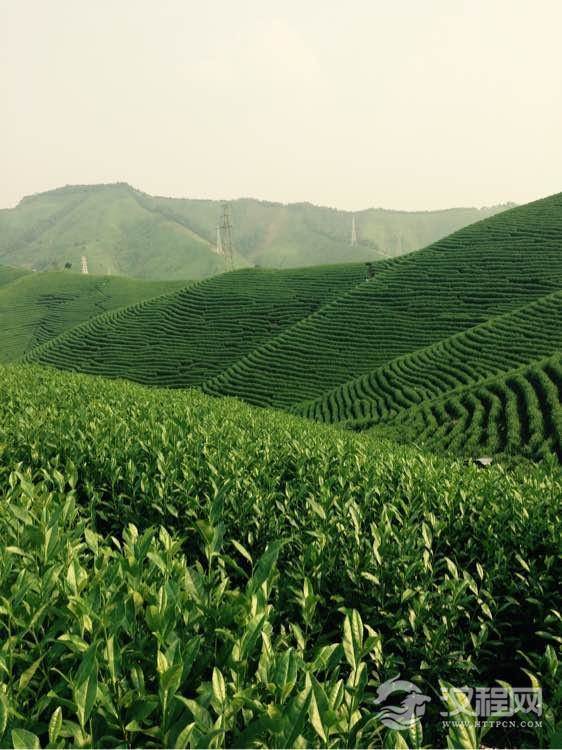如何区别高山茶、平地茶、丘陵茶