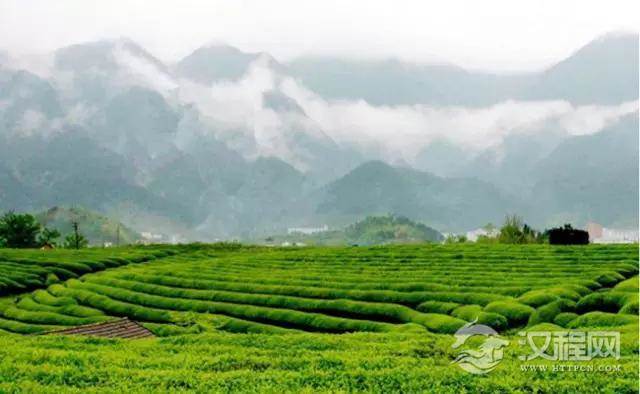 依制造发酵程度分类