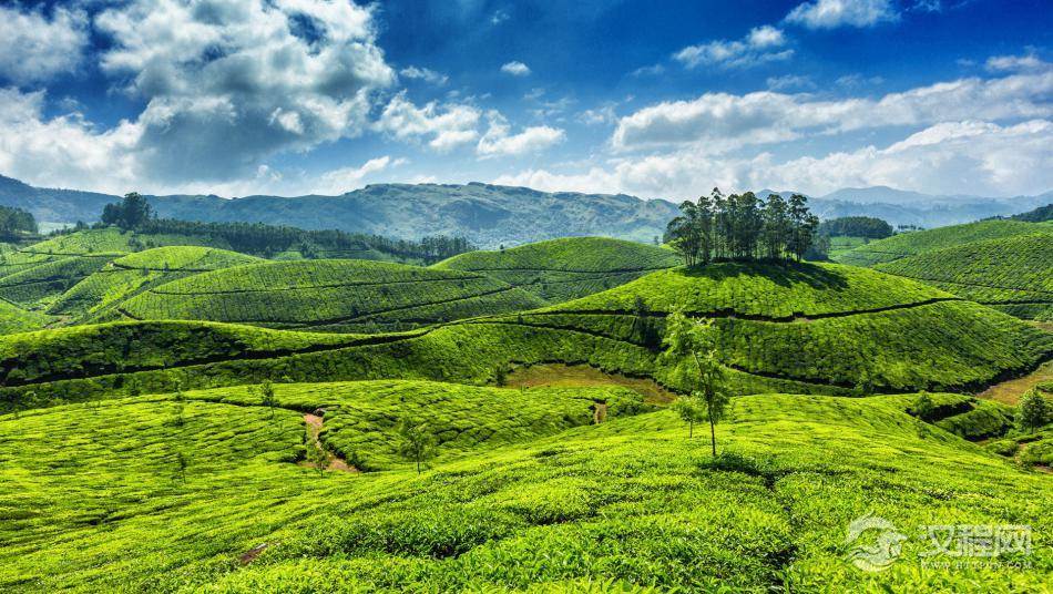 茶园种植修剪技术的组合方式