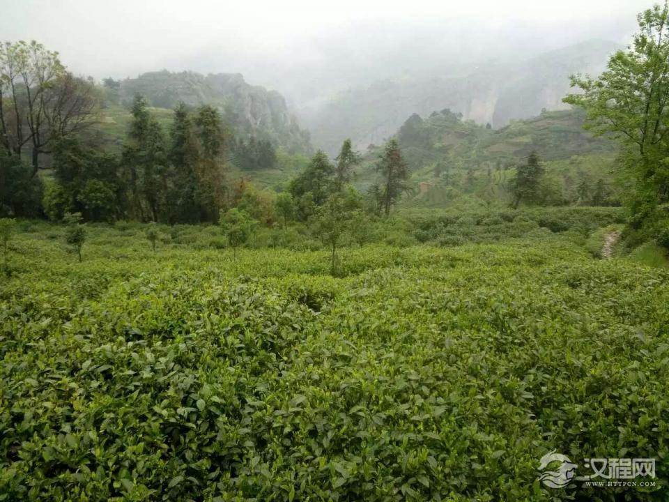 绿茶茶叶的生长环境