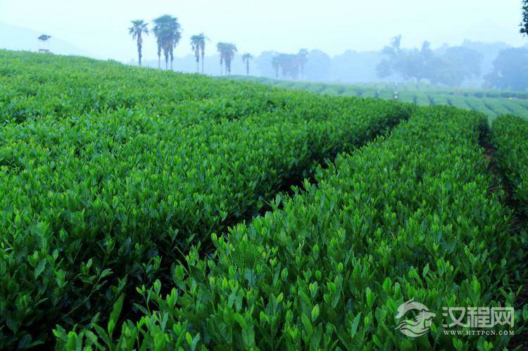 常见绿茶品种及原产地