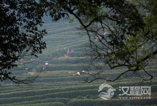 发展茶树良种的原则