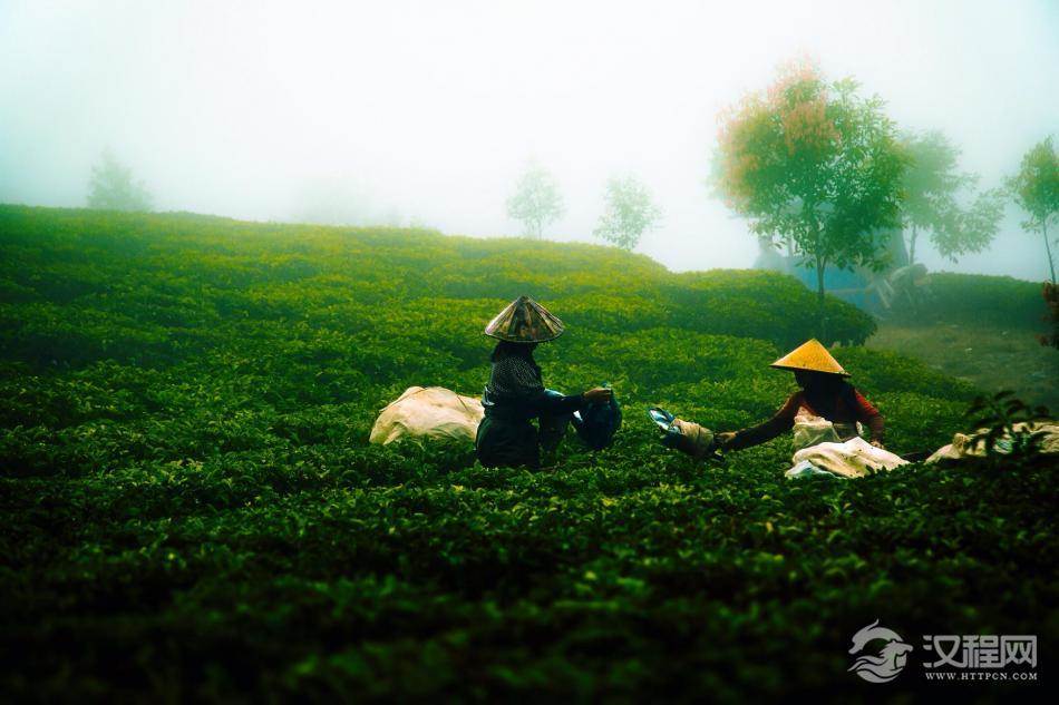 高山茶比平地茶好吗？