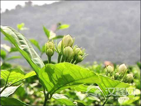 茉莉花茶的营养价值