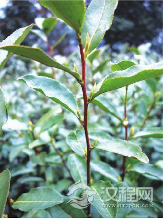 茶树良种无性系茶树乌牛良种