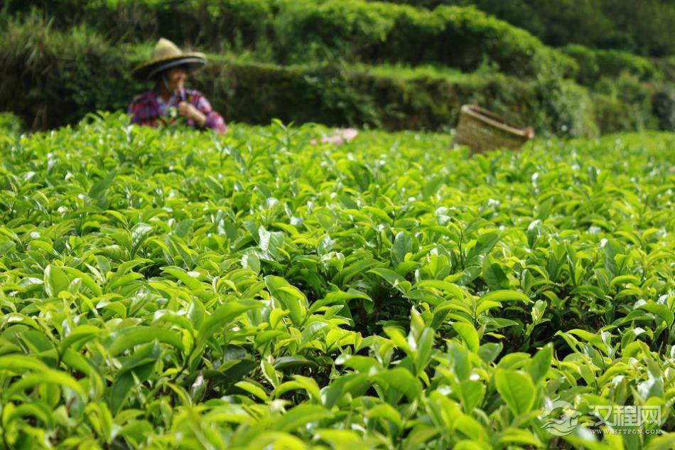 茶树的生命周期