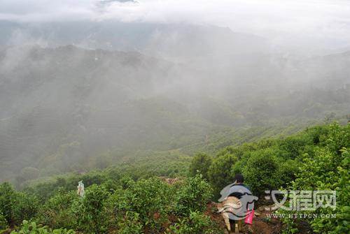 高山茶与平地茶的区别
