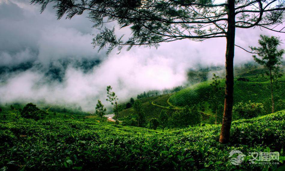 生命之树关于茶树的传说