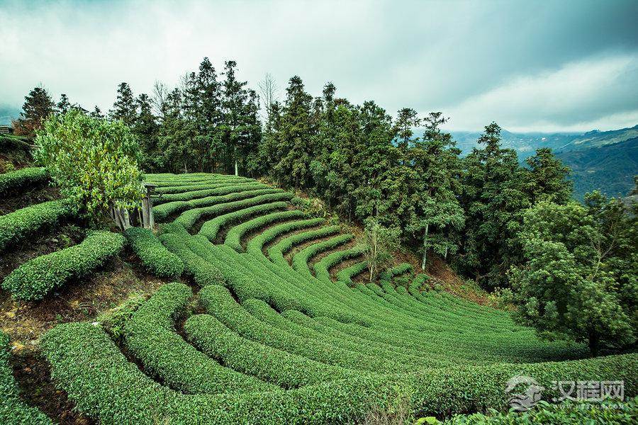 “茶”与“Tea”的由来