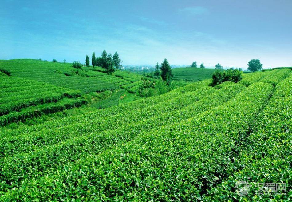 西南茶区名茶介绍 西南茶区 华南茶区 江南茶区 江北茶区