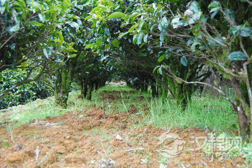 茶树栽培茶园合理耕作的好处