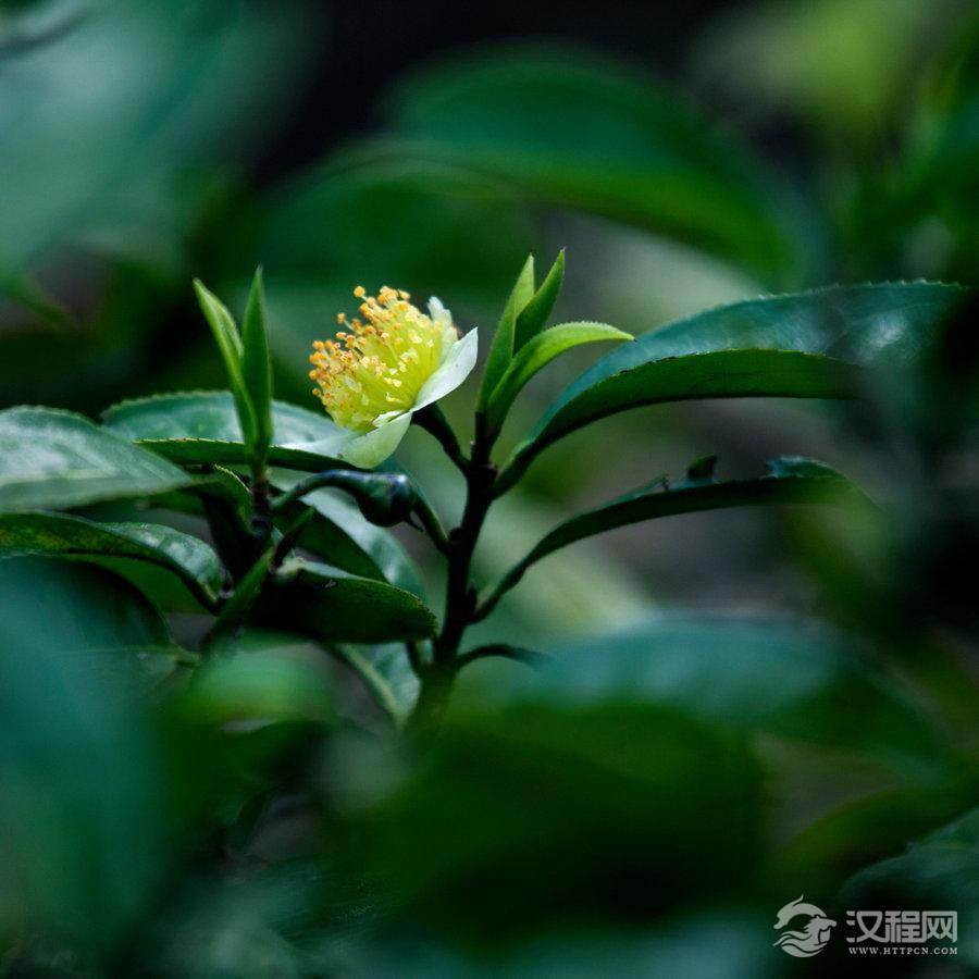 茶叶生长气候条件海拔