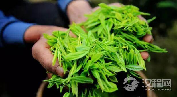 只有绿茶有春茶？