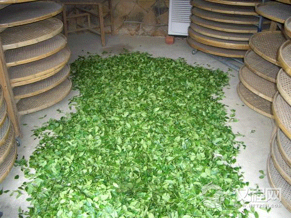 铁观音茶叶的产地历史文化