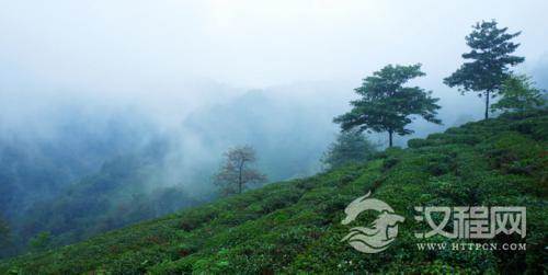 如何正确的选择高山茶？