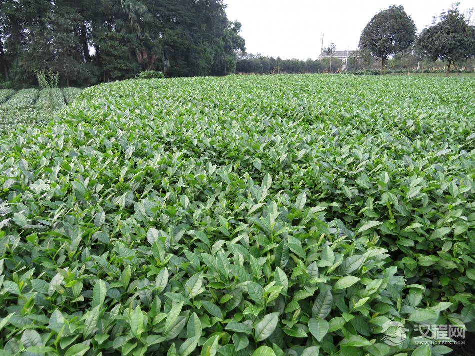 信阳毛尖属什么茶类？