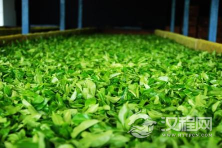 白茶的萎凋能带来什么变化？