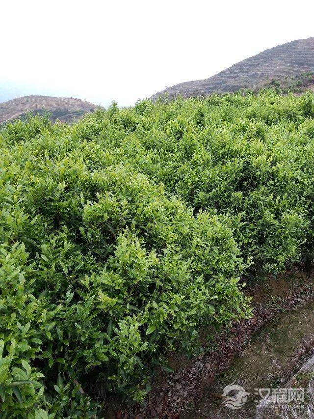 凤凰单丛茶园该如何防治害虫“茶天牛”