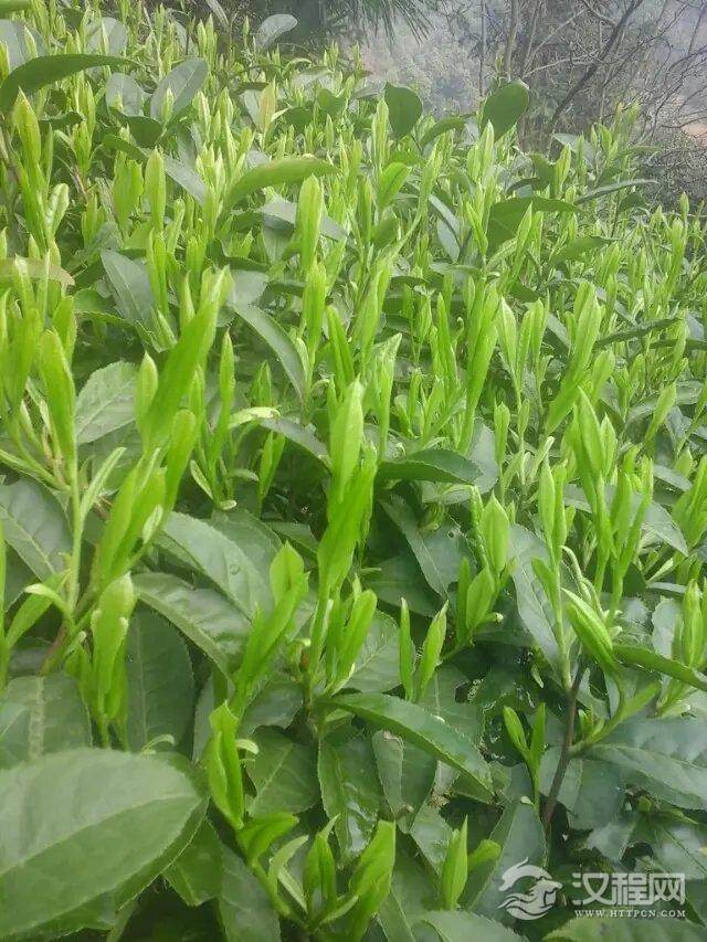 如何区别高山茶、平地茶、丘陵茶