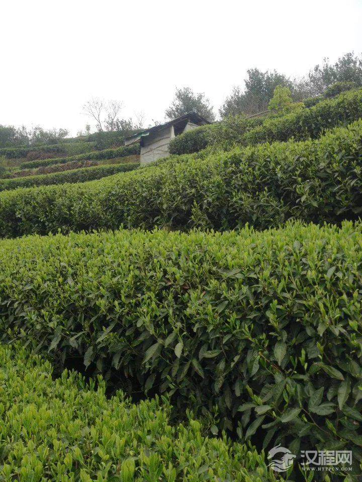 白茶产自于哪里？