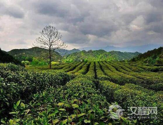 树生长的生态条件