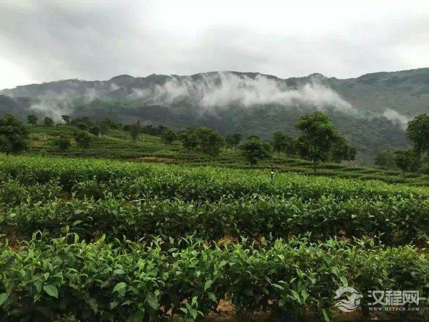 关于潮州凤凰单丛茶