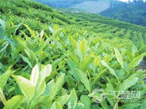 茶树良种安吉白1号