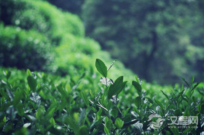 西湖龙井的产地和特点是什么