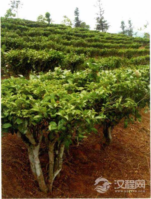 云南茶种灌木茶树