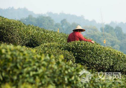 江苏名茶种植炒烘结合条状形名茶的要求