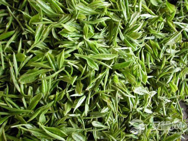 黄茶有哪些品种