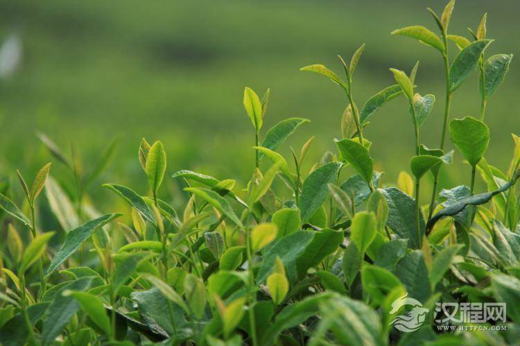 茶的分类 按萎凋与不萎凋分类