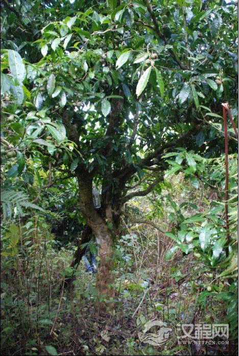 野生型的茶叶有哪些特征