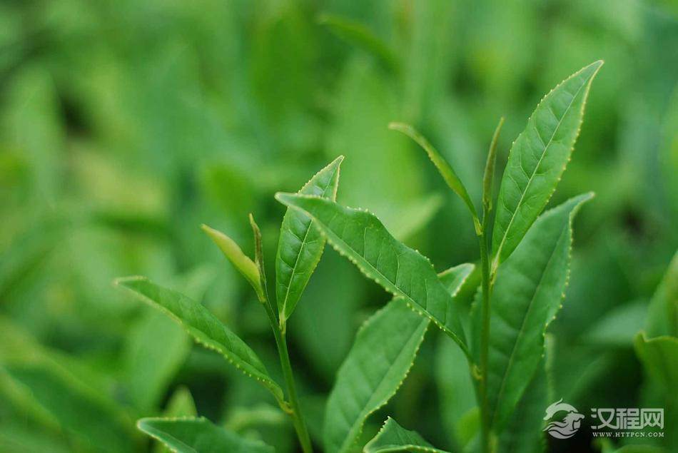 茶树栽培技术幼龄茶园