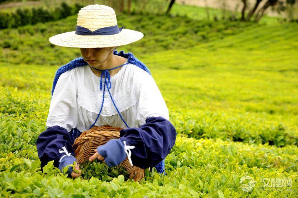 按茶的加工工艺分类有那几种？