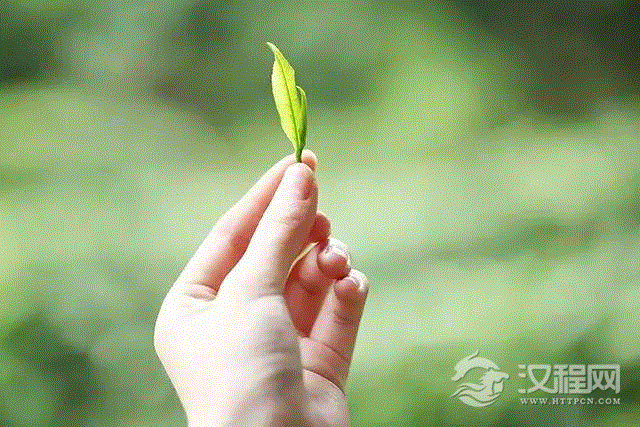 春夏秋冬的茶都有什么不同？