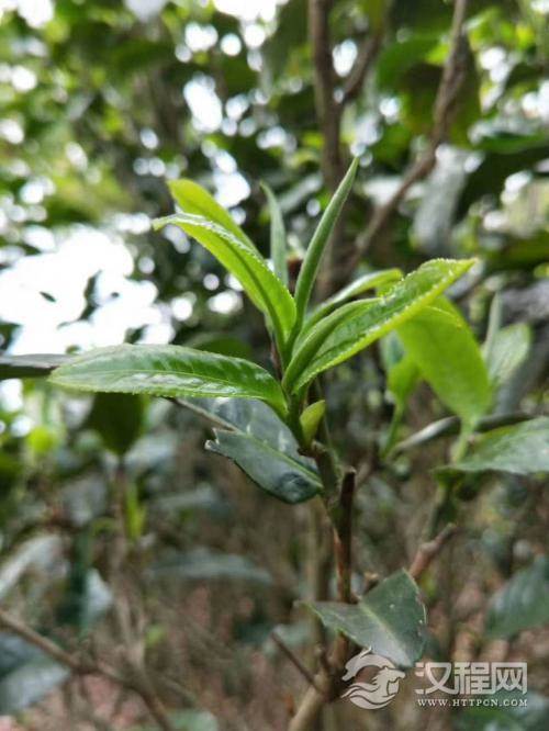 茶叶合理采摘的主要技术