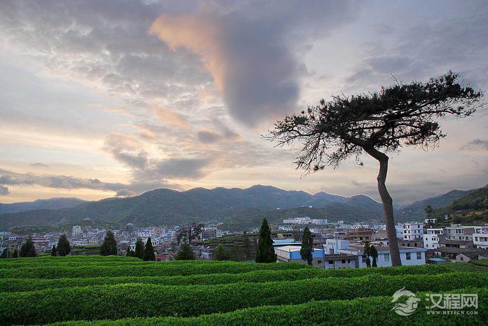 茶树生长的年变化