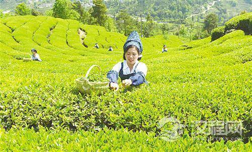 依茶树品种分类