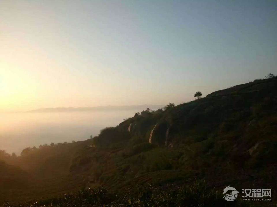 依产茶季节分类