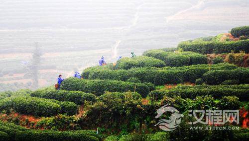 茶按不同方式的分类介绍