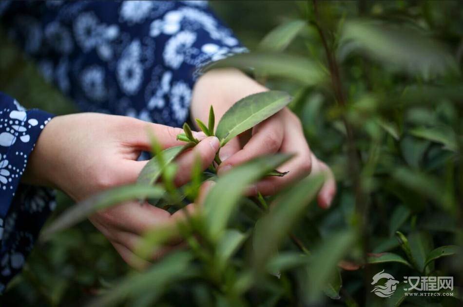 茶叶物质成分 嘌吟碱类物质