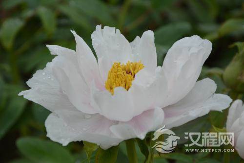 花冠群芳，凝心为茶