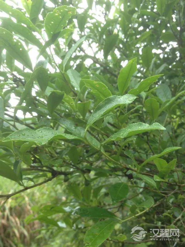 清代我国对茶叶建立若干不同的分类系统。