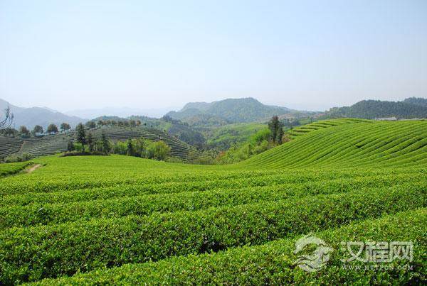 秋茶与春茶有什么区别？